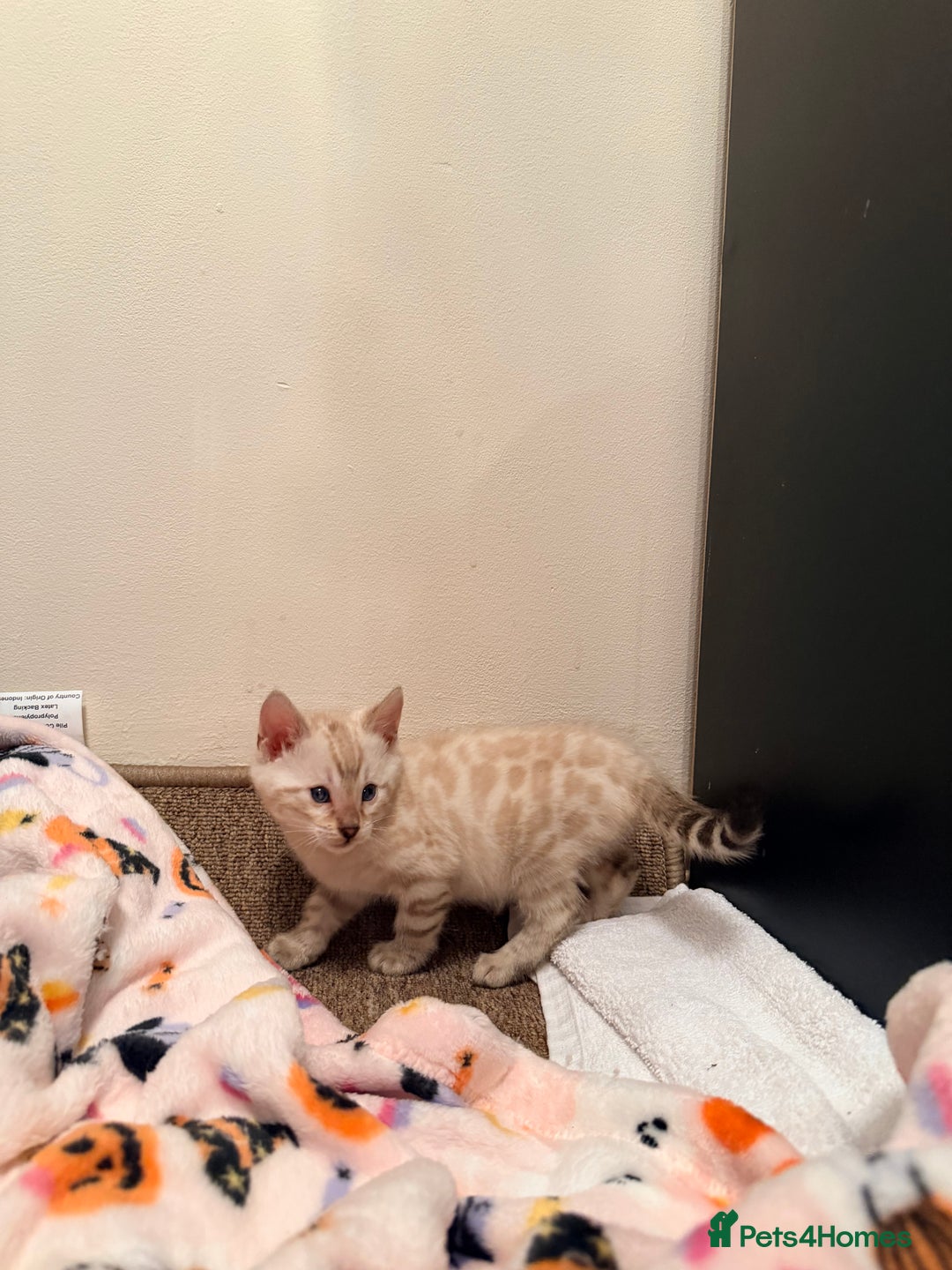 Bengal cats for sale: PURE BRED SNOW LYNX kittens 🐱 - Advert 12