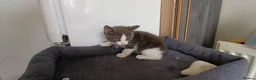 Mixed Breed cats for sale: 5 cuties looking for new forever homes - Advert 12