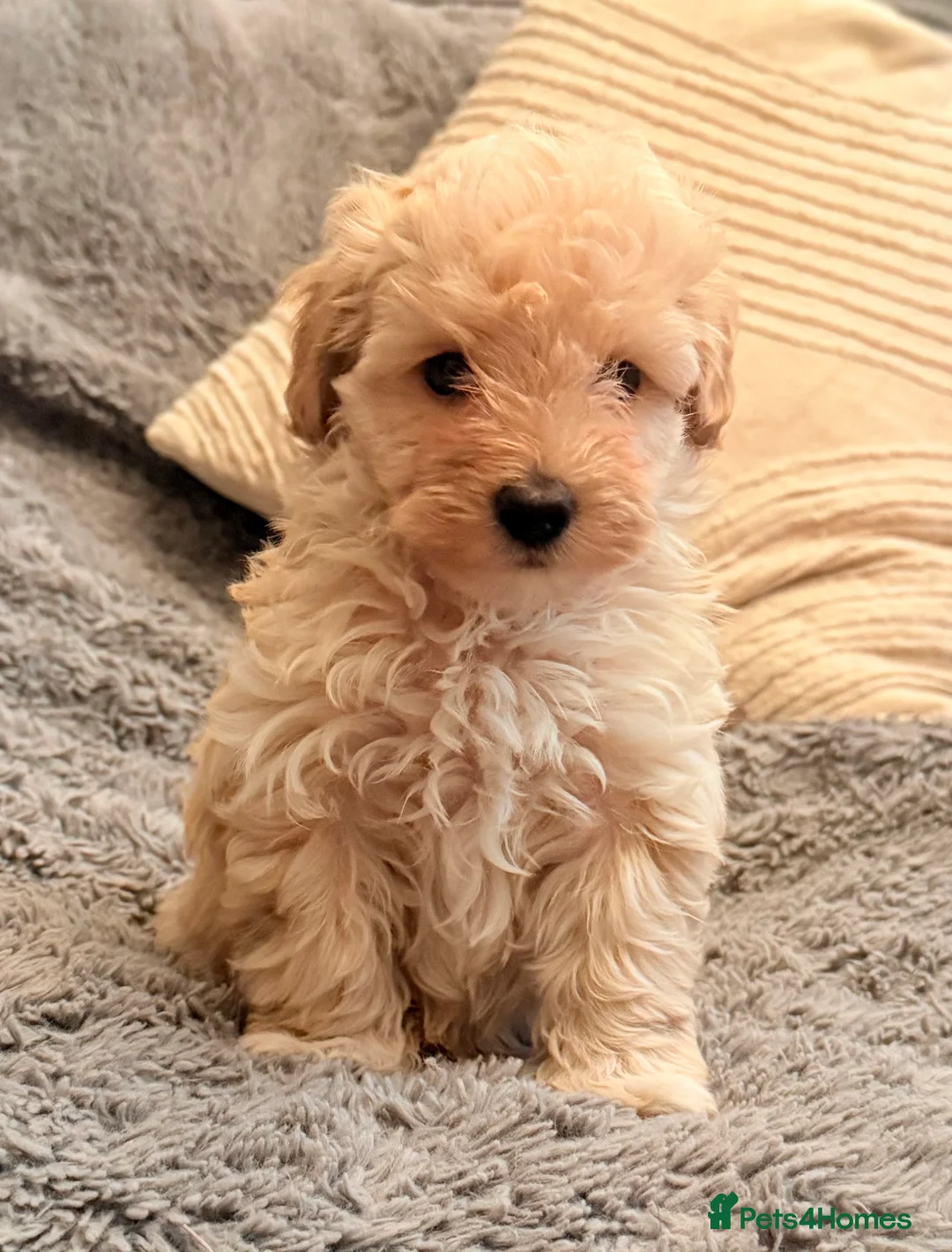 Maltipoo dogs for sale: DNA clear tiny toy F1b maltipoo puppy - Advert 7