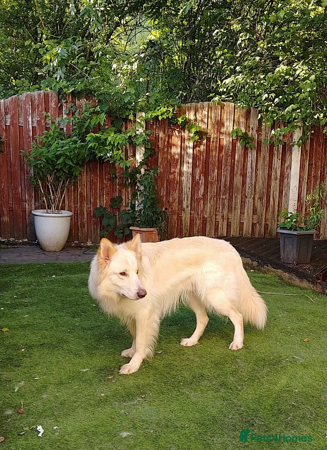 German Shepherd dogs for sale: Straight back Long coat German Shepherd pups - Advert 16