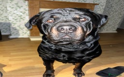Rottweiler dogs for sale: Tank, 4yrs old full breed beautiful loyal dog!  - Image 5