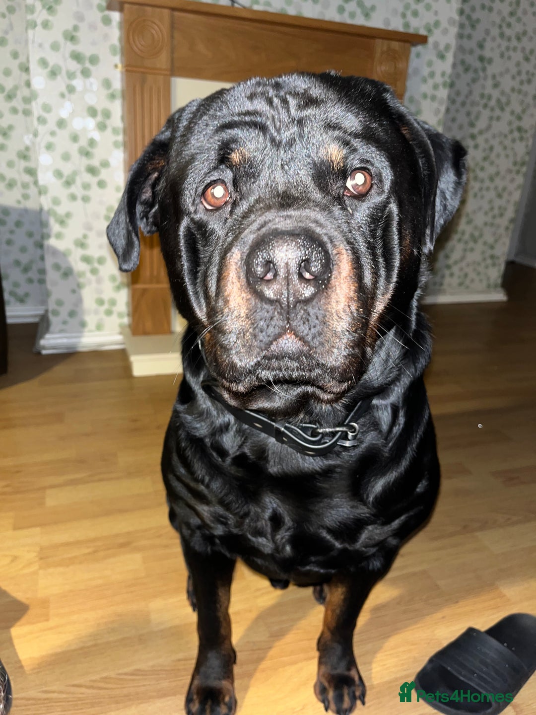 Rottweiler dogs for sale: Tank, 4yrs old full breed beautiful loyal dog!  - Image 5