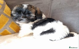 Shihpoo dogs for sale: Adorable little Shihpoo's, sold fully vaccinated - Image 10