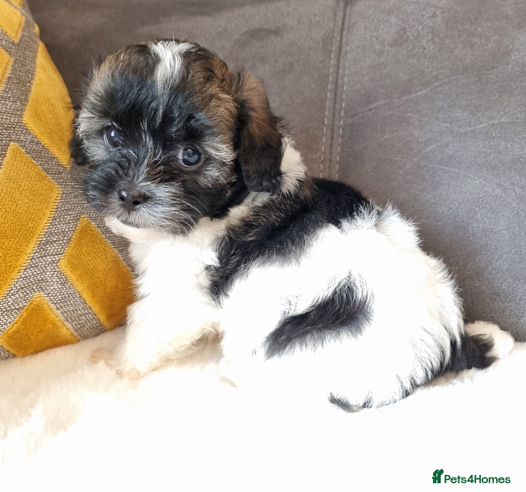 Shihpoo dogs for sale: Adorable little Shihpoo's, sold fully vaccinated - Image 10