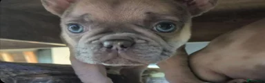 French Bulldog 2