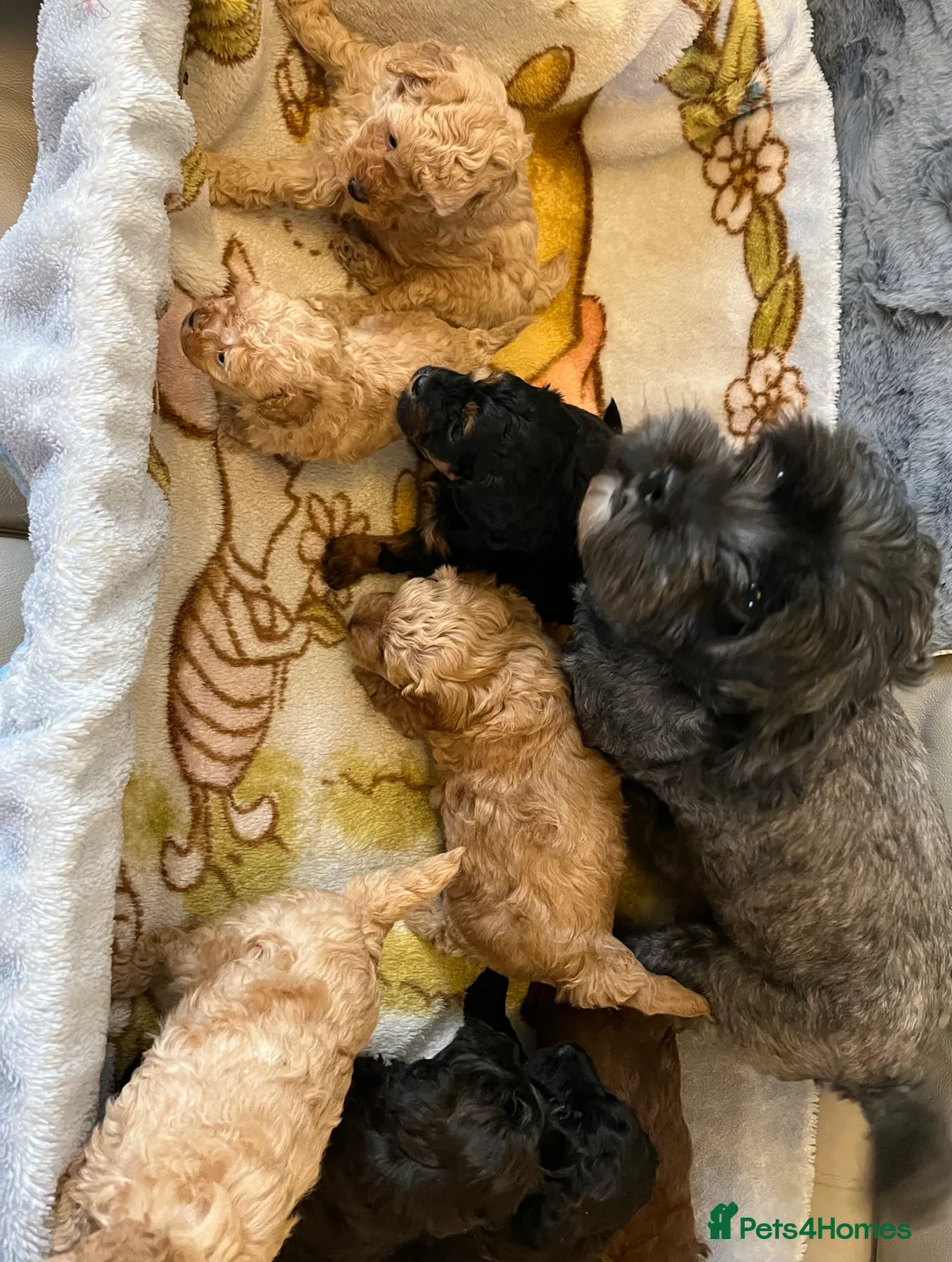 Shihpoo dogs for sale: 1 girl left shihpoo puppy fully vaccinated  - Advert 15