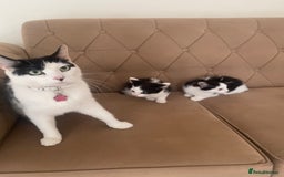 Turkish Angora cats for sale: Meet zara kitten girl looking for forever home. - Image 2