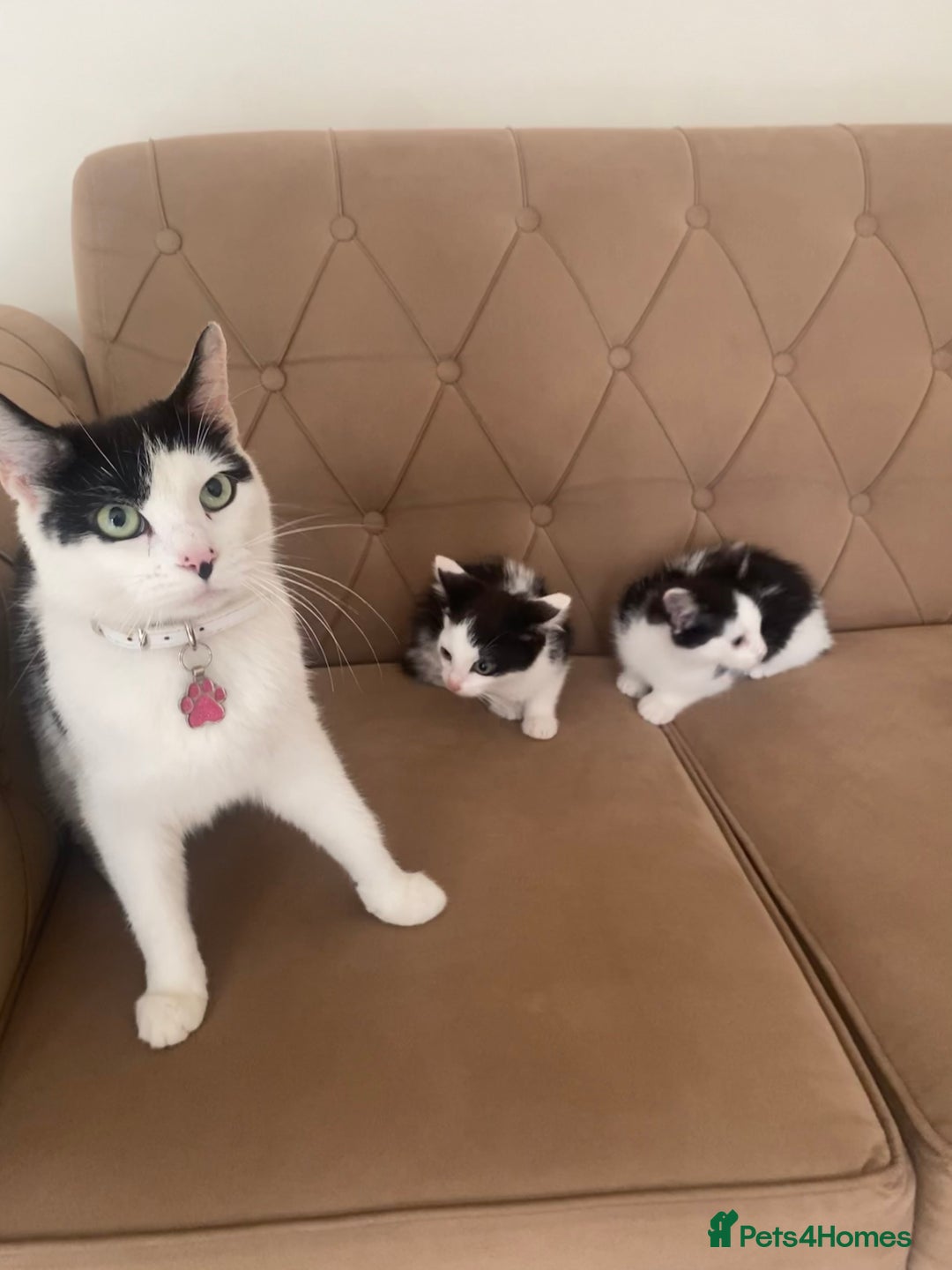 Turkish Angora cats for sale: Meet zara kitten girl looking for forever home. - Image 2