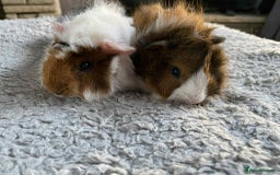Guinea Pig rodents for sale: Adult and baby guinea pigs - Image 3