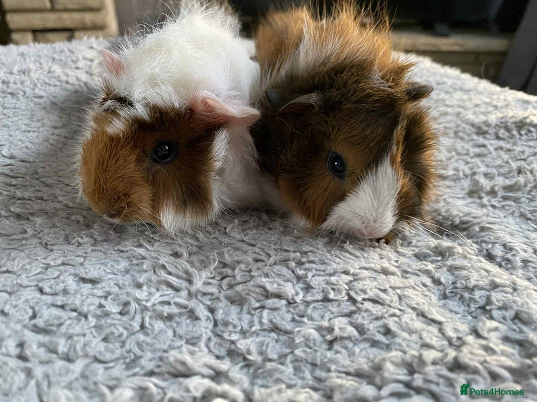 Guinea Pig rodents for sale: Adult and baby guinea pigs - Image 3