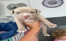 American Bully dogs for sale: ABKC pocket bully - Image 6