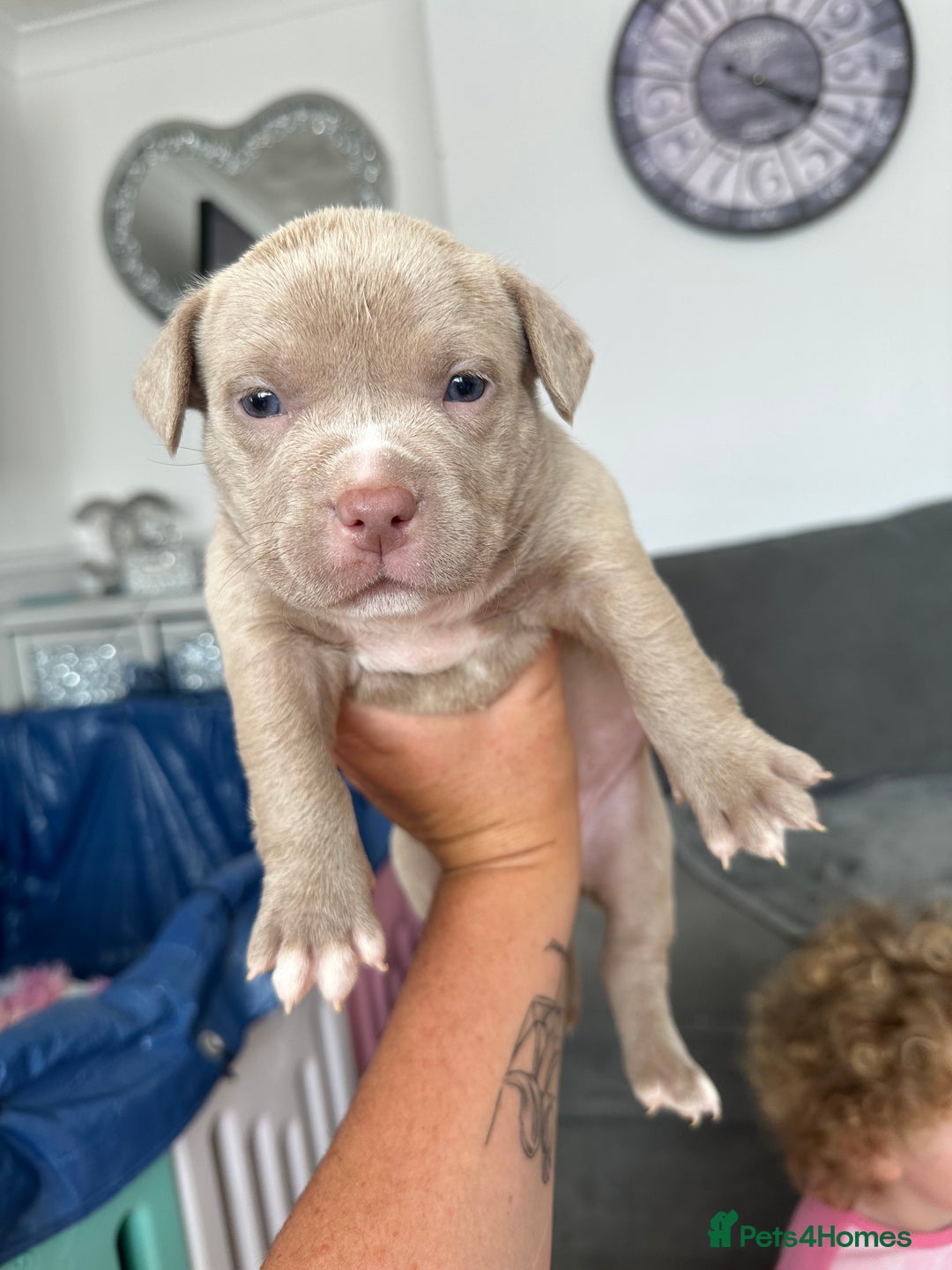 American Bully dogs for sale: ABKC pocket bully - Image 6