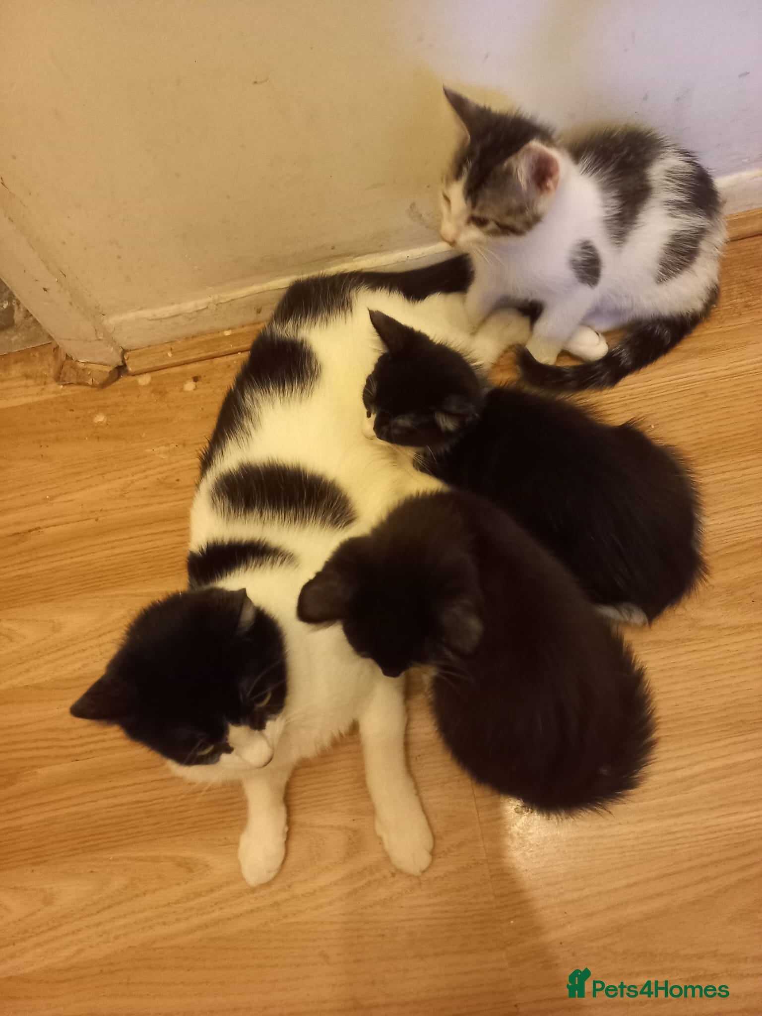 Mixed Breed cats Beautiful kittens for sale  - Advert 2