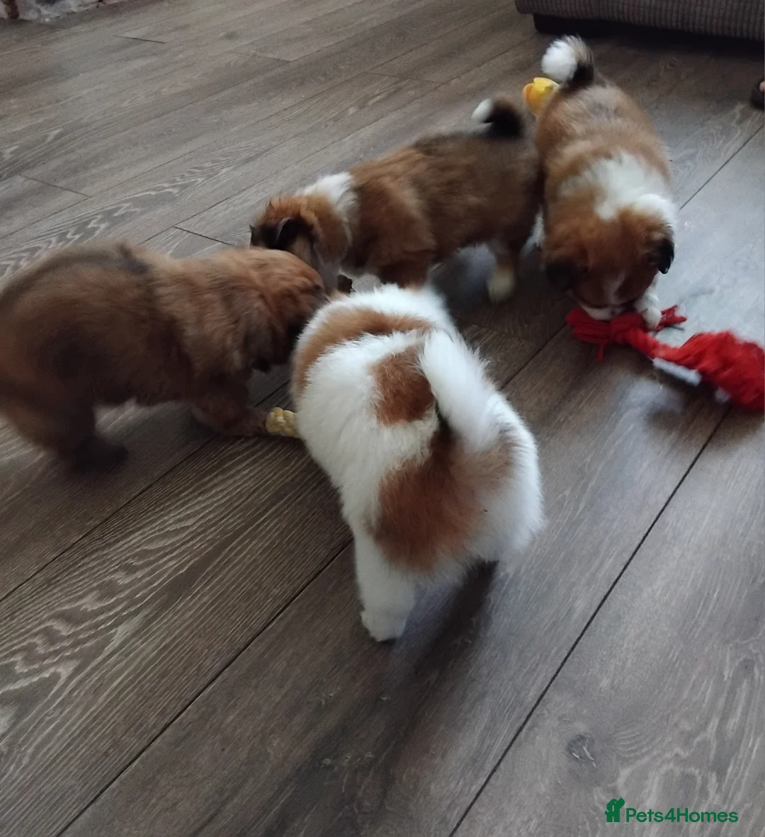 Pomchi dogs for sale: Pomchi puppies - Advert 33