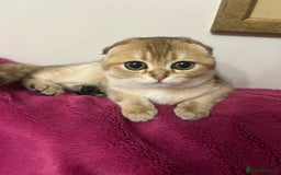 Scottish Fold cats for sale: Beautiful Gold chinchilla girl - Image 18