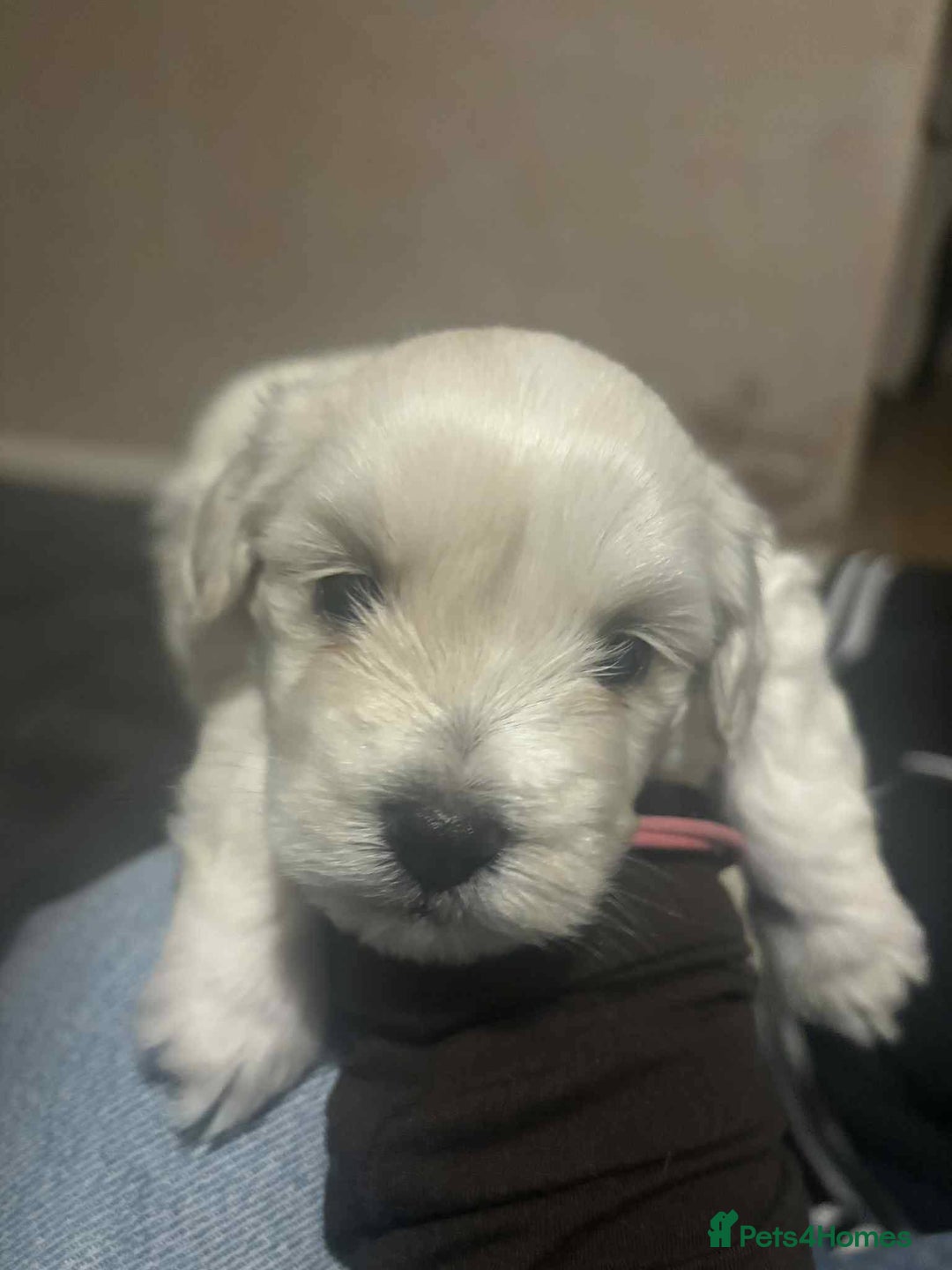 Mixed Breed dogs for sale: Bishon Maltipoo Mix Puppies for sale - Advert 4