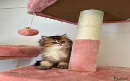 British Longhair cats for sale: Looking for a new family!!!!  - Image 6