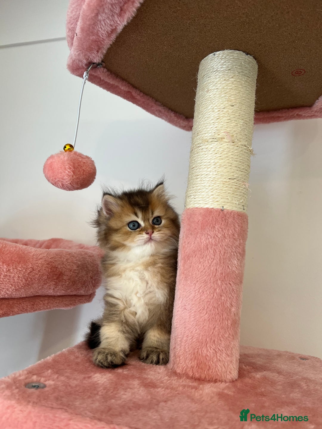 British Longhair cats for sale: Looking for a new family!!!!  - Image 6