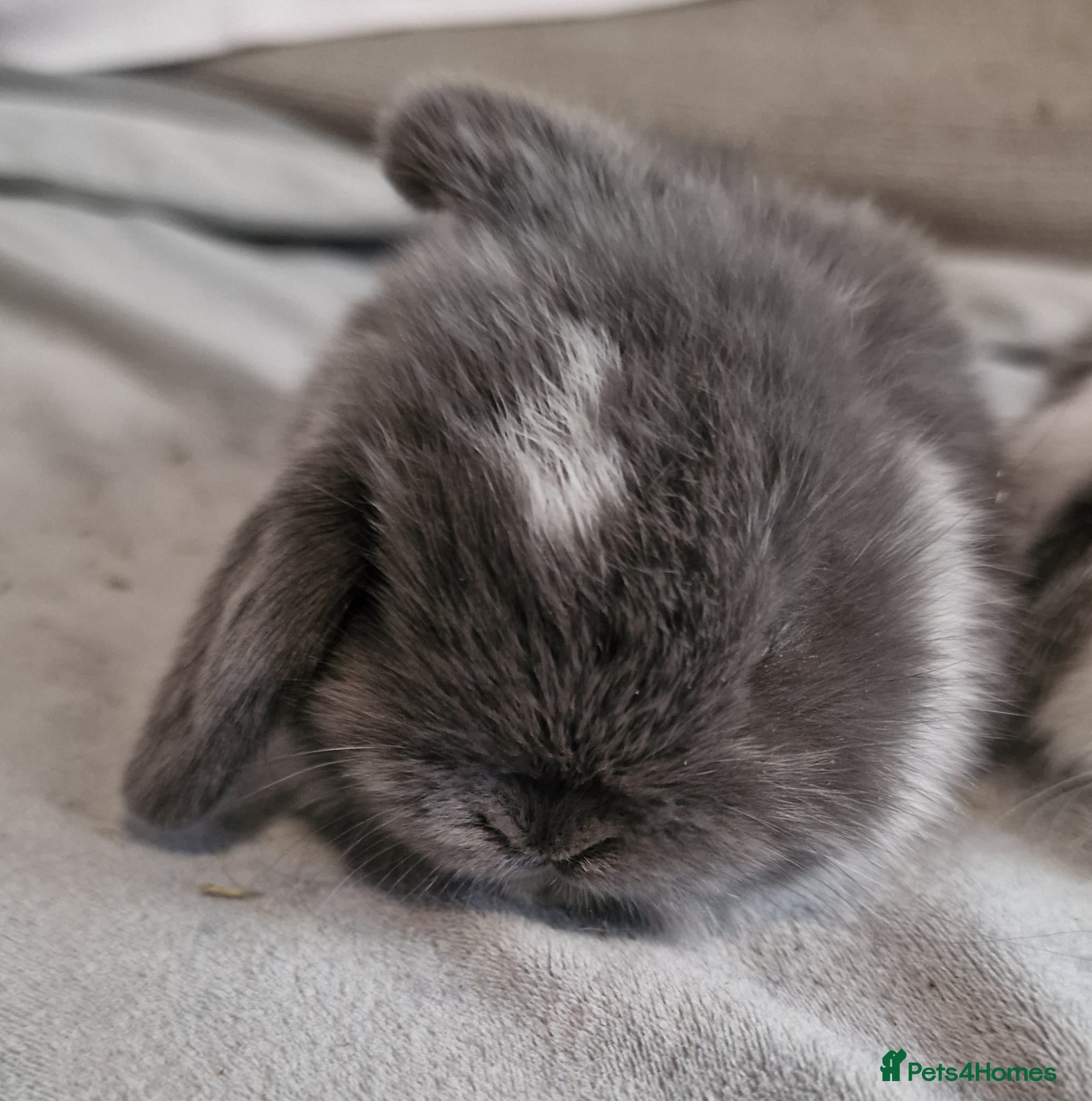 Mini Lop rabbits Two female and one male mini lop baby rabbits  - Advert 15