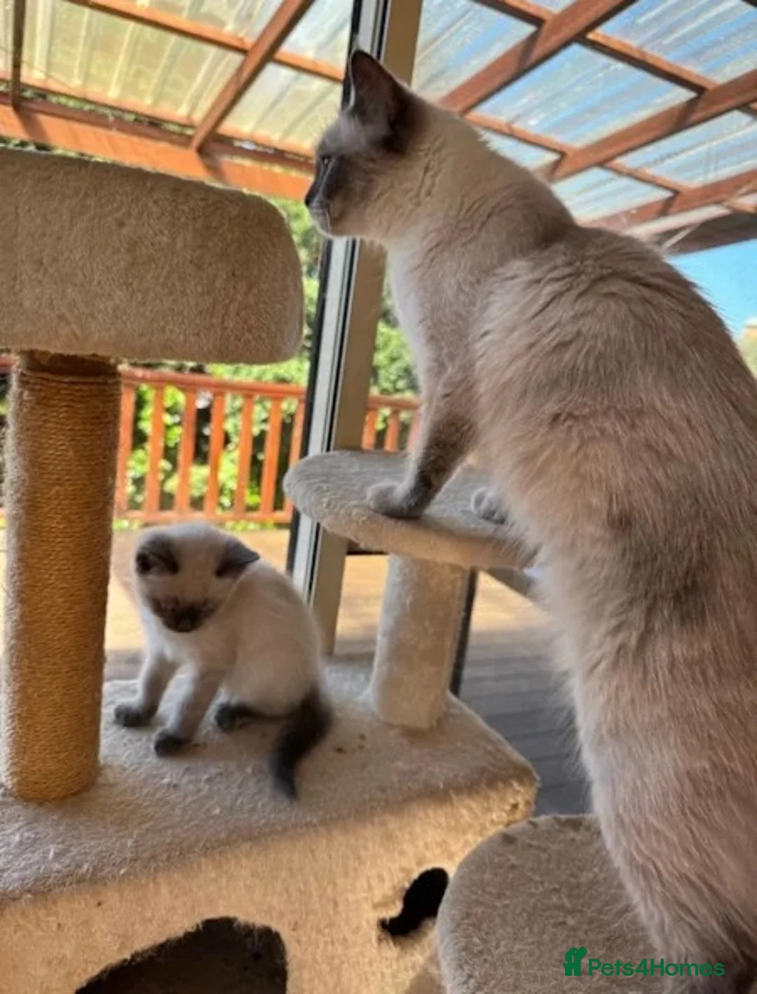 Ragdoll cats for sale: Gorgeous blue point Rag doll kitties - Advert 9