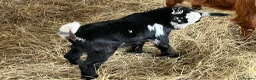 Goats livestock for sale: Pigmy wether for sale in Worcester - Advert 4