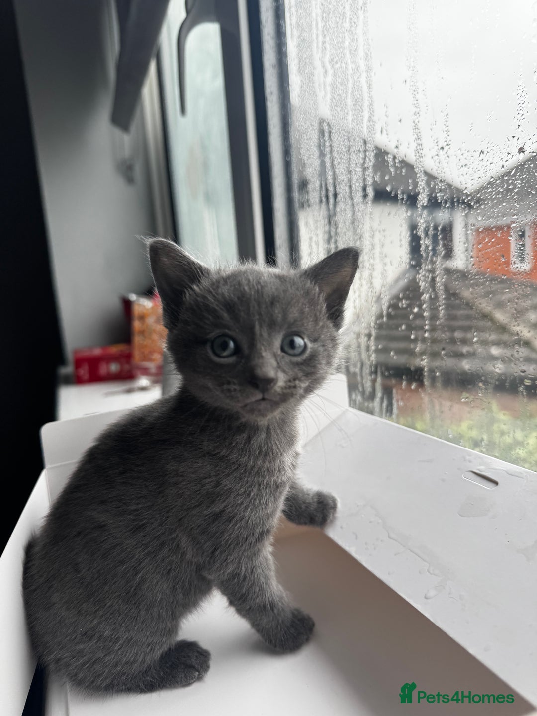 Mixed Breed cats for sale: Bombay cat  - Advert 5