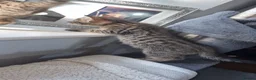 Savannah cats for sale: Savannah kittens  in Taunton - Advert 9