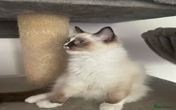 Ragdoll cats for sale: GCCF pedigreed ragdoll kittens READY TO LEAVE  - Image 7