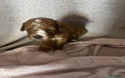 Cavapoo dogs for sale: F1B cavapoos  - Image 1
