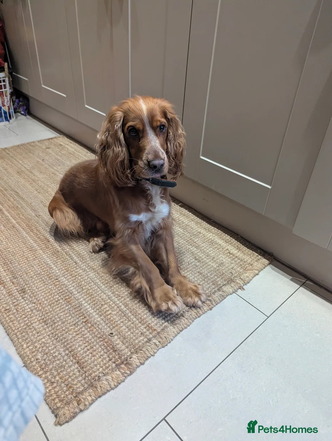 Cocker Spaniel dogs for sale: Male working cocker spaniel  - Advert 14