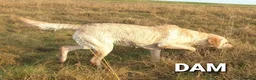 Labrador Retriever dogs for sale: Working Labrador puppies, Gun dog Mather  - Advert 5