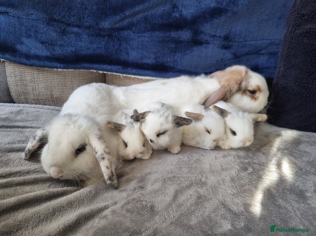 Pet Rabbit Sale Rabbits for sale | Pets4Homes