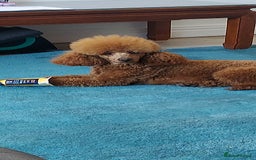 Miniature Poodle dogs for stud: K.C. Reg Miniture Poodle  - Image 10