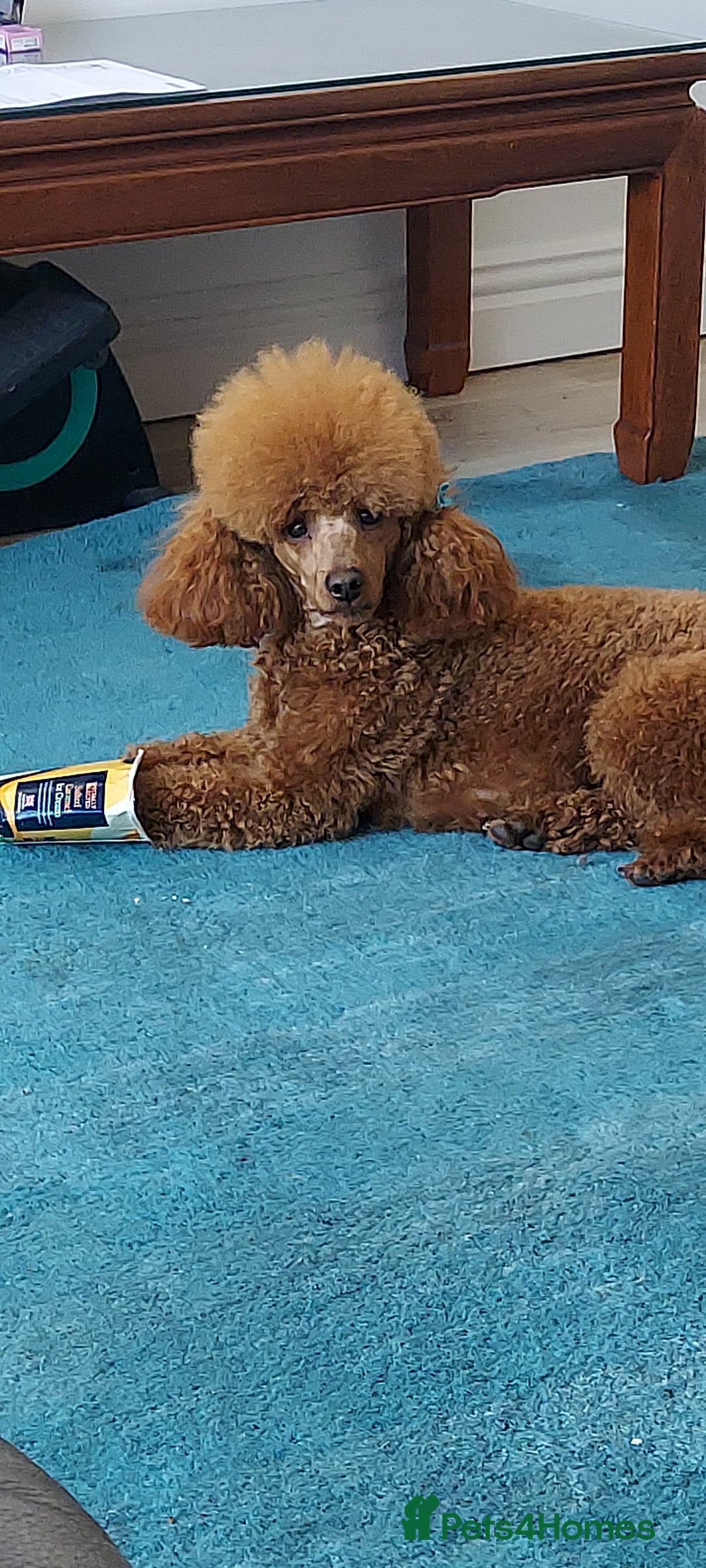 Miniature Poodle dogs for stud: K.C. Reg Miniture Poodle  - Image 10