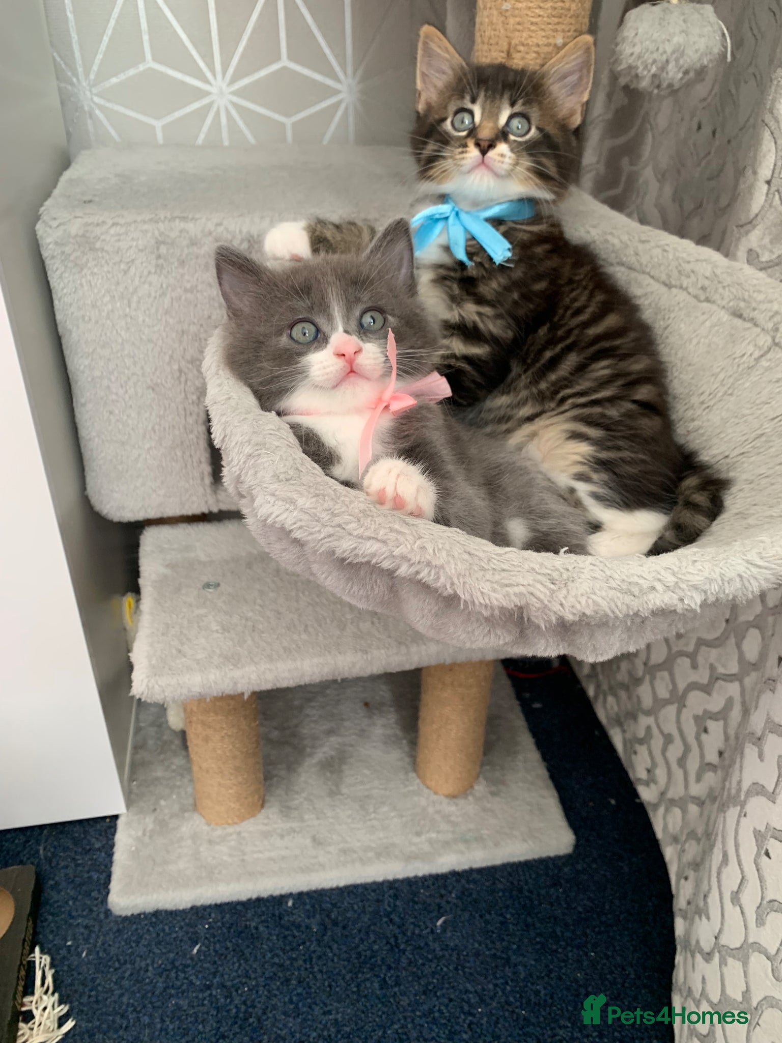 Mixed Breed cats Beautiful kittens looking for loving home. - Advert 2