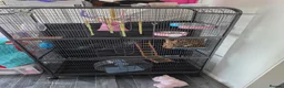 Sugar Glider rodents for sale: Pair of suger glider  in Gravesend - Advert 3