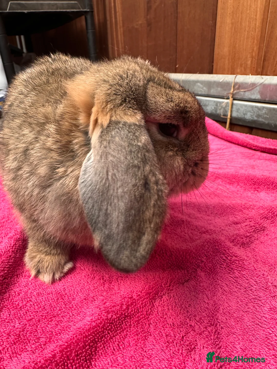 English Lop rabbits for sale: Male lops  - Advert 6