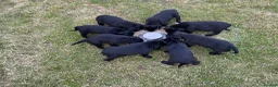 Springador dogs for sale: Springador puos - Advert 9