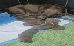 Labrador Retriever dogs for sale: Adorable Silver Labrador Puppies  - Image 1