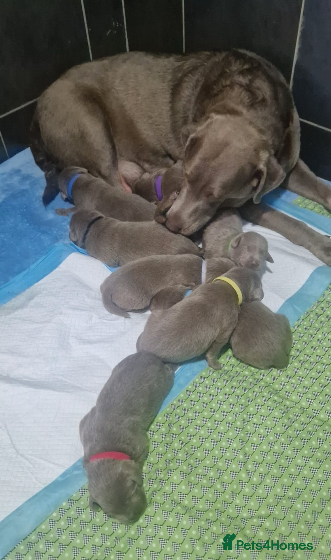 Labrador Retriever dogs for sale: Adorable Silver Labrador Puppies  - Image 1