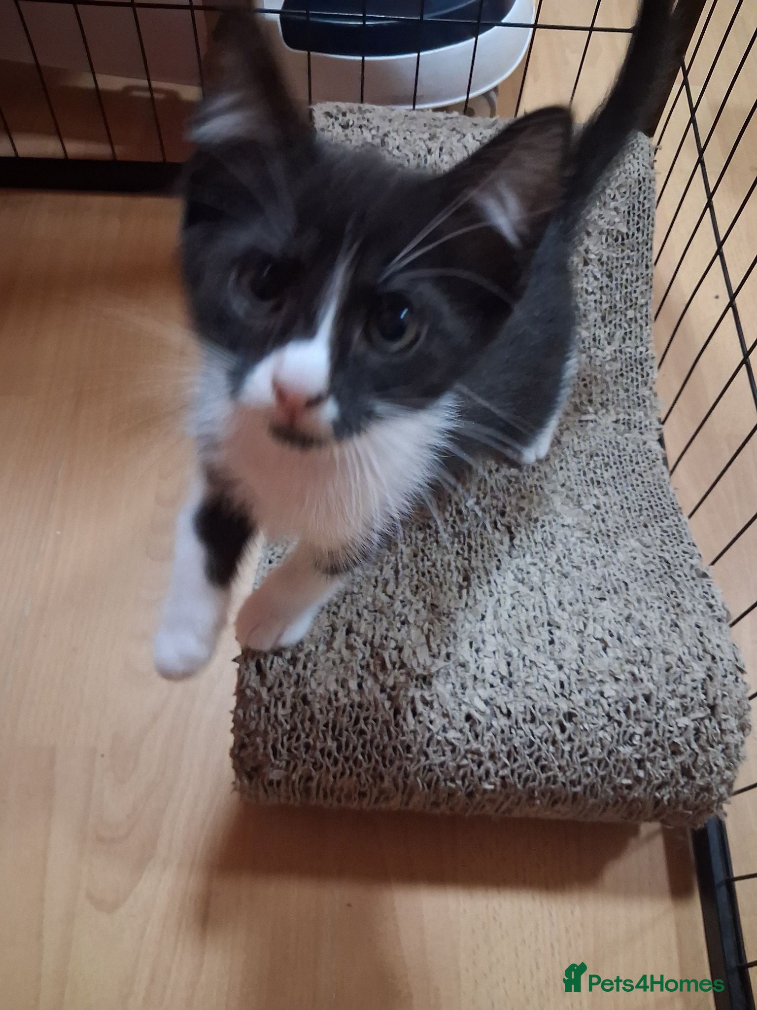 Ragdoll cats Only 2 ragdoll cross kittens left  - Advert 11
