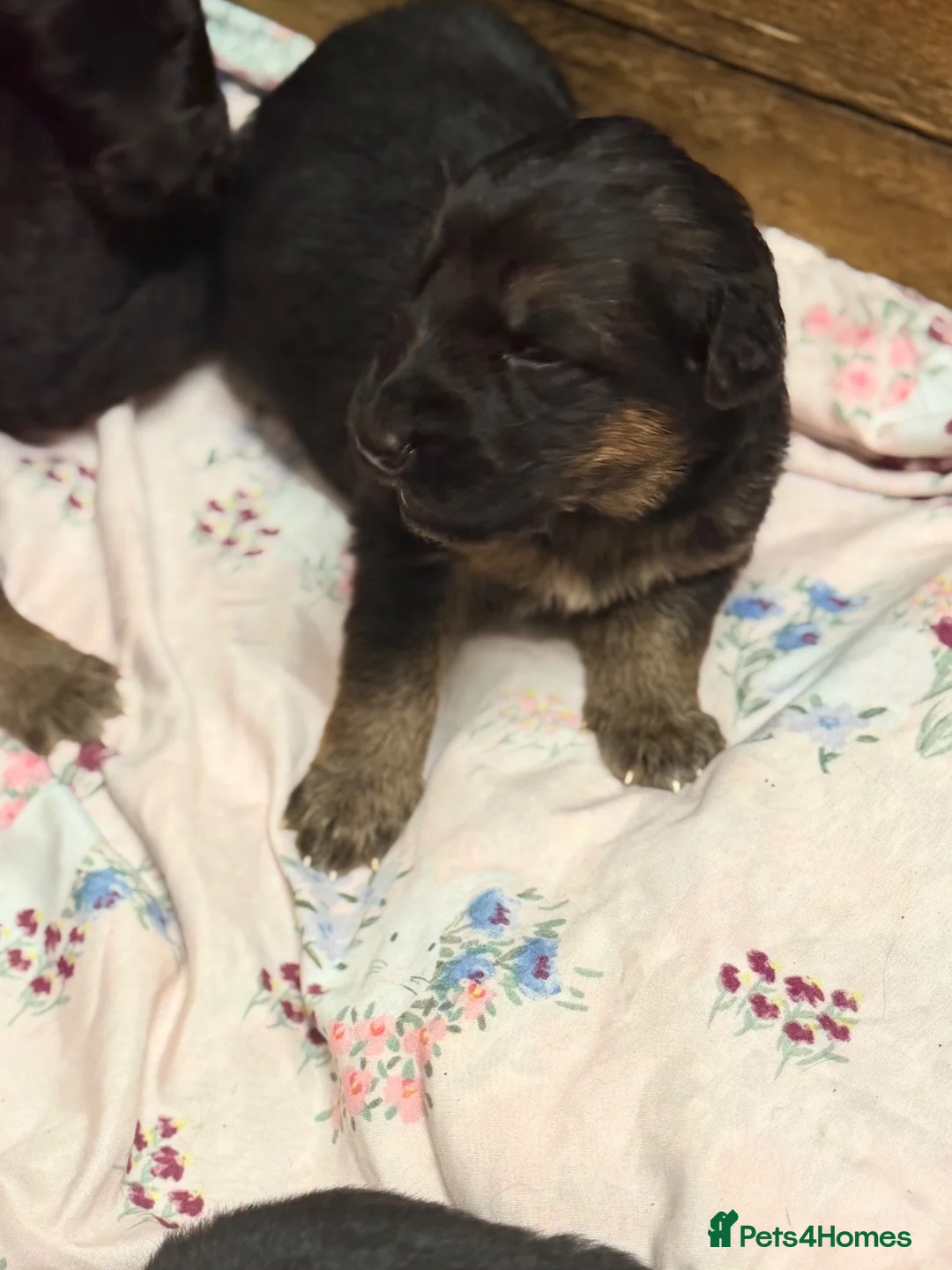 German Shepherd dogs for sale: 🐾 KC Registered German Shepherd Puppies 🐾 in Kirkcaldy - Advert 14
