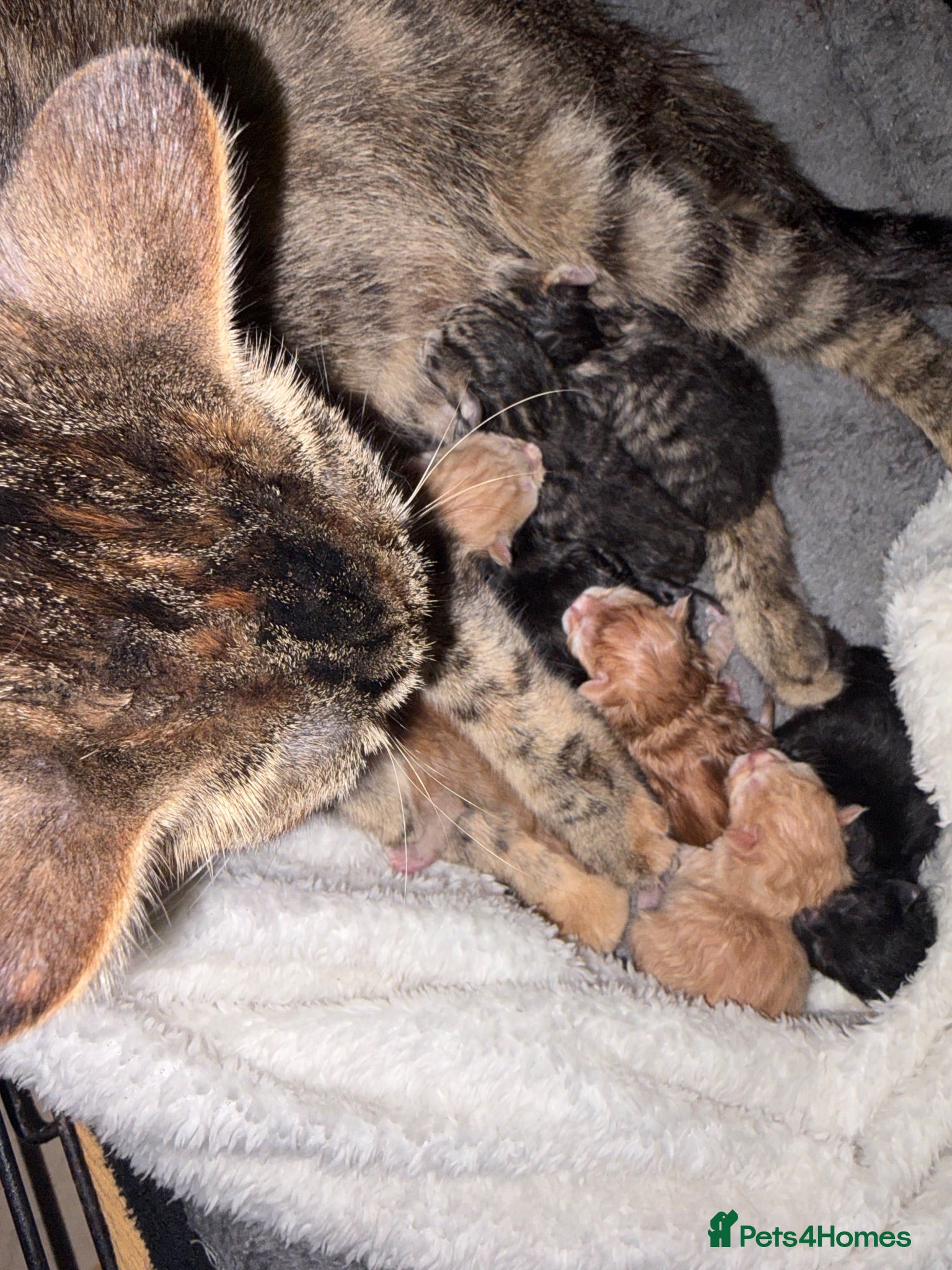 Mixed Breed cats Beautiful Domestic Shorthair Kittens 🐾 - Advert 1