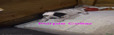 Mixed Breed 3