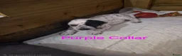 Mixed Breed dogs for sale: Beautiful Sprollie x Dalmatian pups - Advert 7