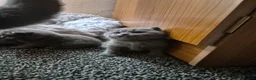 British Shorthair cats for sale: British short hair kittens - Advert 5