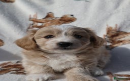 Maltipoo dogs for sale: Beautiful Maltipoo Babies - Image 6
