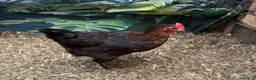 Chickens poultry for sale: Burford brown chicken - Advert 1