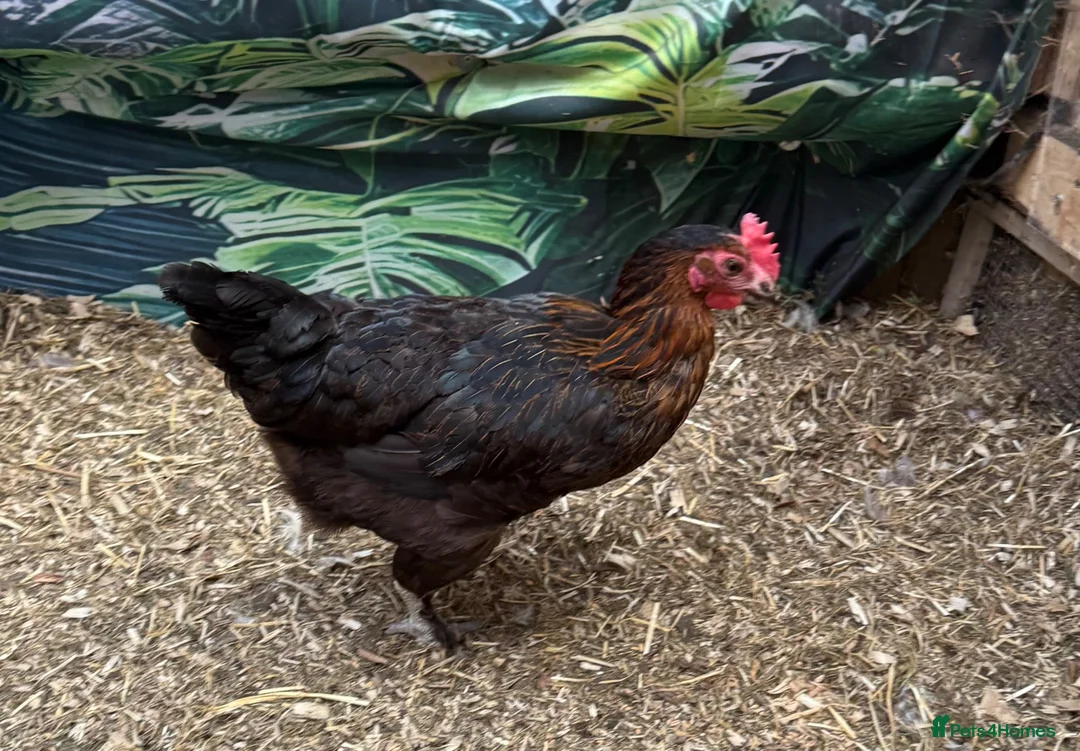 Chickens poultry for sale: Burford brown chicken - Advert 1