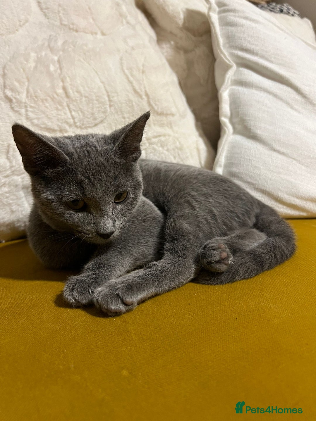 Russian Blue cats for sale: Gorgeous Championship Russian blue kittens  - Advert 8
